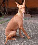 Suchmeldung-Jamie-Bild