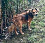 Suchmeldung-Vassily-Bild