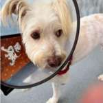 Suchmeldung-Felix-Bild