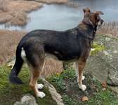 Suchmeldung-Lucy-Bild