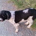 Suchmeldung-Suki-Bild