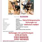 Suchmeldung-Blossom-Bild
