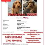 Suchmeldung-Paula-Bild