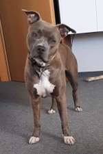 Suchmeldung-Sheela-Bild