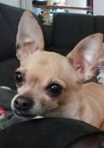 Suchmeldung-Aika-Bild