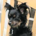 Suchmeldung-Oscar-Bild