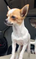 Suchmeldung-Honey-Bild