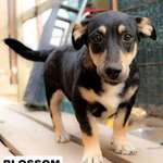 Suchmeldung-Blossom-Bild