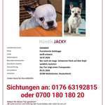 Suchmeldung-Jacky-Bild