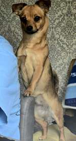 Suchmeldung-Sydney-Bild