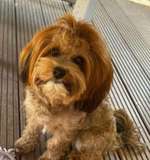 Suchmeldung-Nala-Bild