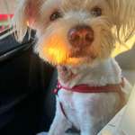 Suchmeldung-Felix-Bild