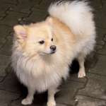 Suchmeldung-Miki-Bild