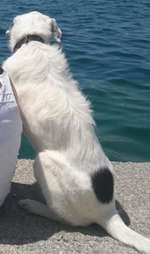 Suchmeldung-Oskar-Bild