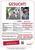 Suchmeldung-Flocki-Bild