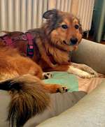 Suchmeldung-Fenja-Bild