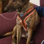 Suchmeldung-Filou-Bild