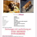 Suchmeldung-Stella-Bild