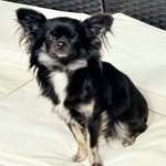 Suchmeldung-Lou-Bild