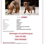 Suchmeldung-Dobby-Bild