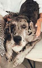 Suchmeldung-Murphy-Bild