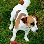 Suchmeldung-Mika-Bild