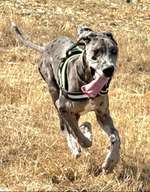 Suchmeldung-Murphy-Bild