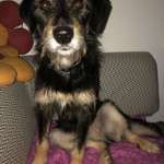 Suchmeldung-Gaia-Bild