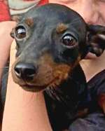 Suchmeldung-Rico-Bild