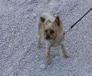 Suchmeldung-Maja-Bild