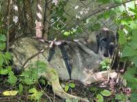 Suchmeldung-Elli-Bild