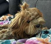 Suchmeldung-Nala-Bild