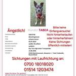Suchmeldung-Tabea-Bild