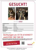 Suchmeldung-Lulu-Bild