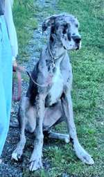 Suchmeldung-Murphy-Bild