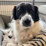 Suchmeldung-Emma-Bild