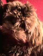 Suchmeldung-Lilli-Bild