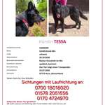 Suchmeldung-Tessa-Bild