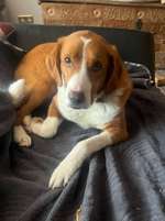 Suchmeldung-Max-Bild