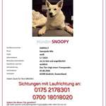 Suchmeldung-Snoopy-Bild