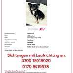 Suchmeldung-Lou-Bild