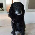 Suchmeldung-Nella-Bild