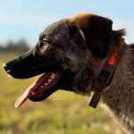 Suchmeldung-Eddy-Bild