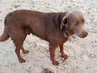 Suchmeldung-Balu-Bild