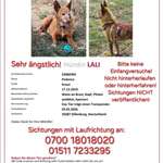 Suchmeldung-Lali-Bild