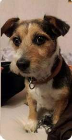 Suchmeldung-Lulu-Bild