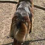 Suchmeldung-Balu-Bild