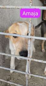 Suchmeldung-Amica & Amaja-Bild