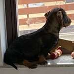 Suchmeldung-Emil-Bild