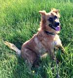 Suchmeldung-Tika-Bild